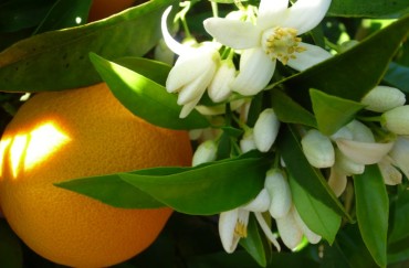 Orange Blossom